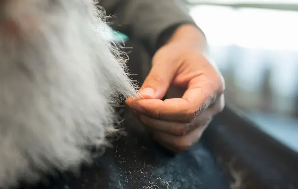 دلیل-ریزش-موی-گربه