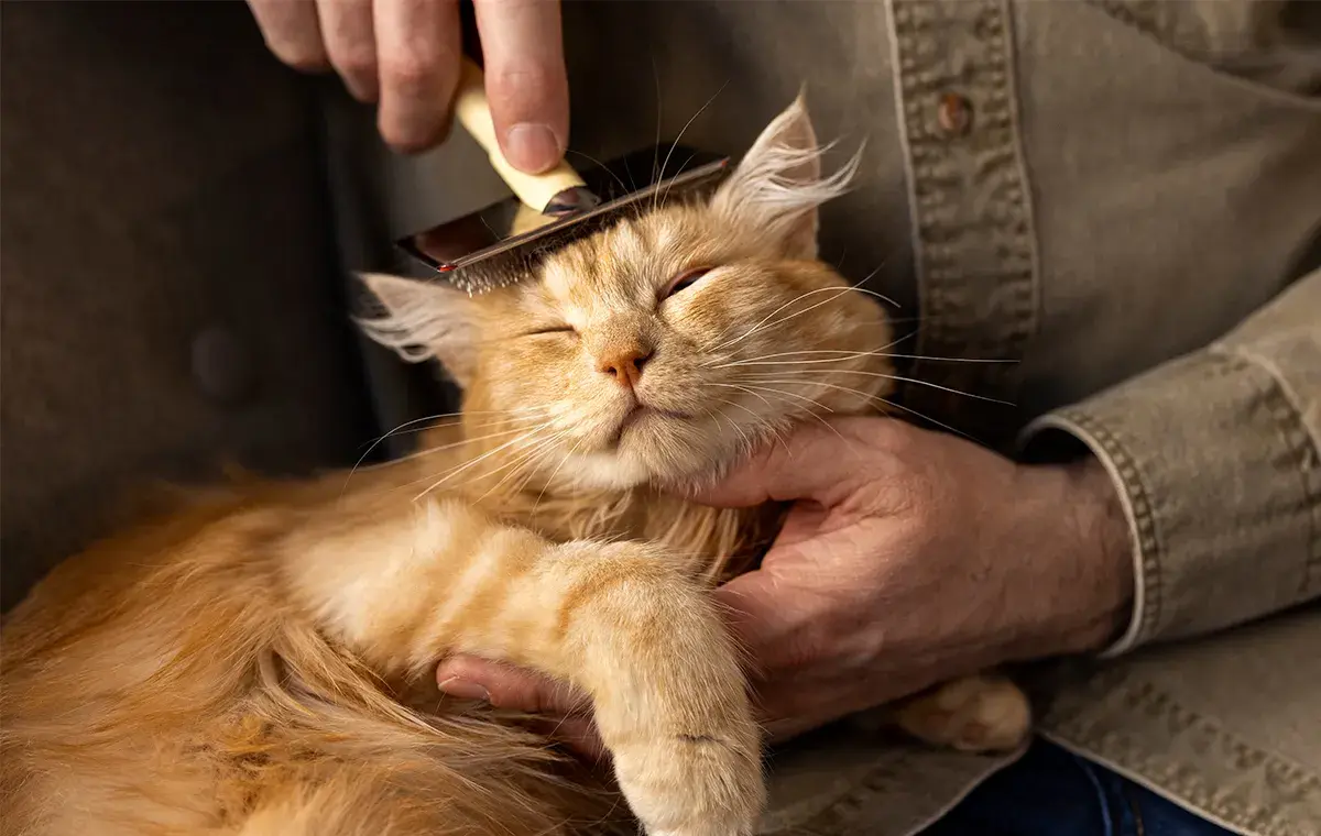 ریزش موی گربه