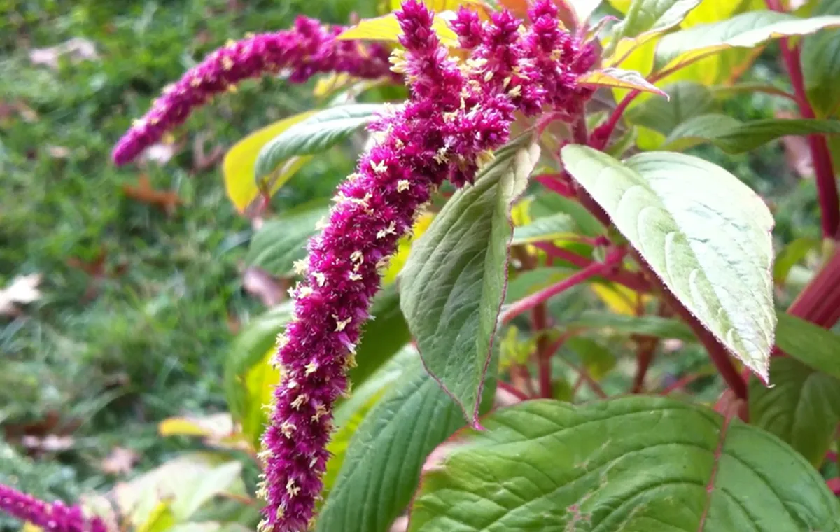 خواص آمارانت چیست؟