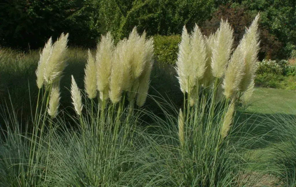 گیاه تباشیر