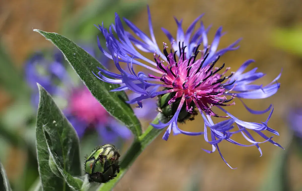 بهترین زمان استفاده عرق کاسنی و شاتره برای کبد چرب