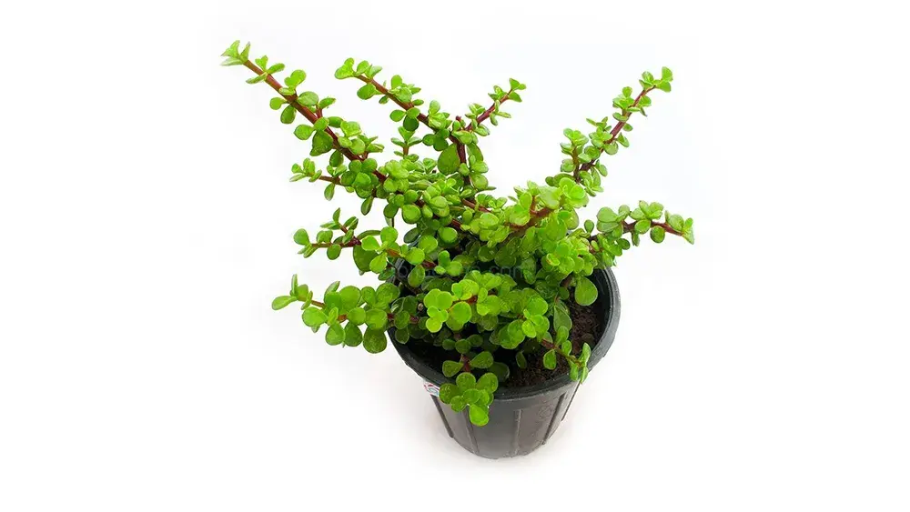 گلدان ساکولنت