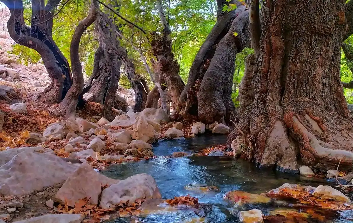 سیاخ دارنگون