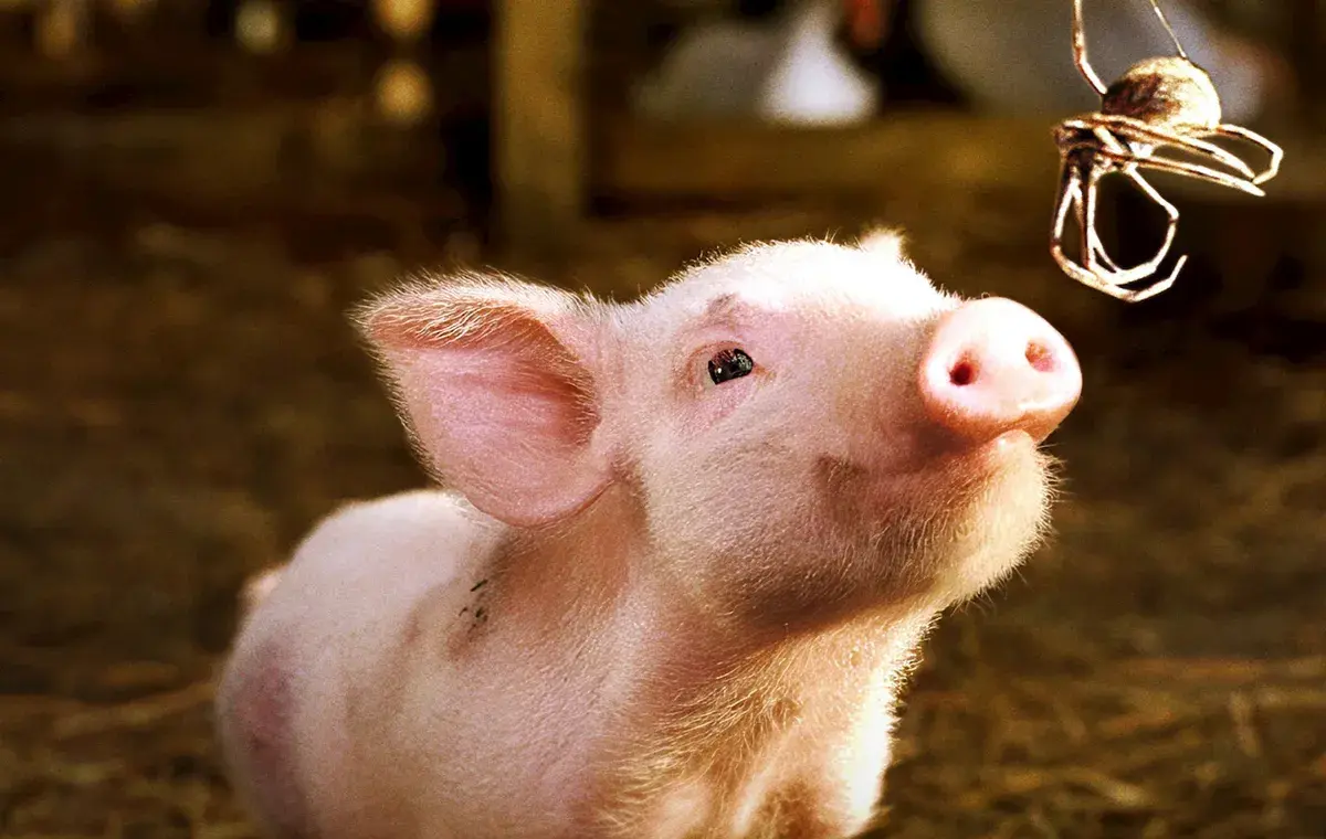 تار شارلوت (Charlotte's Web)