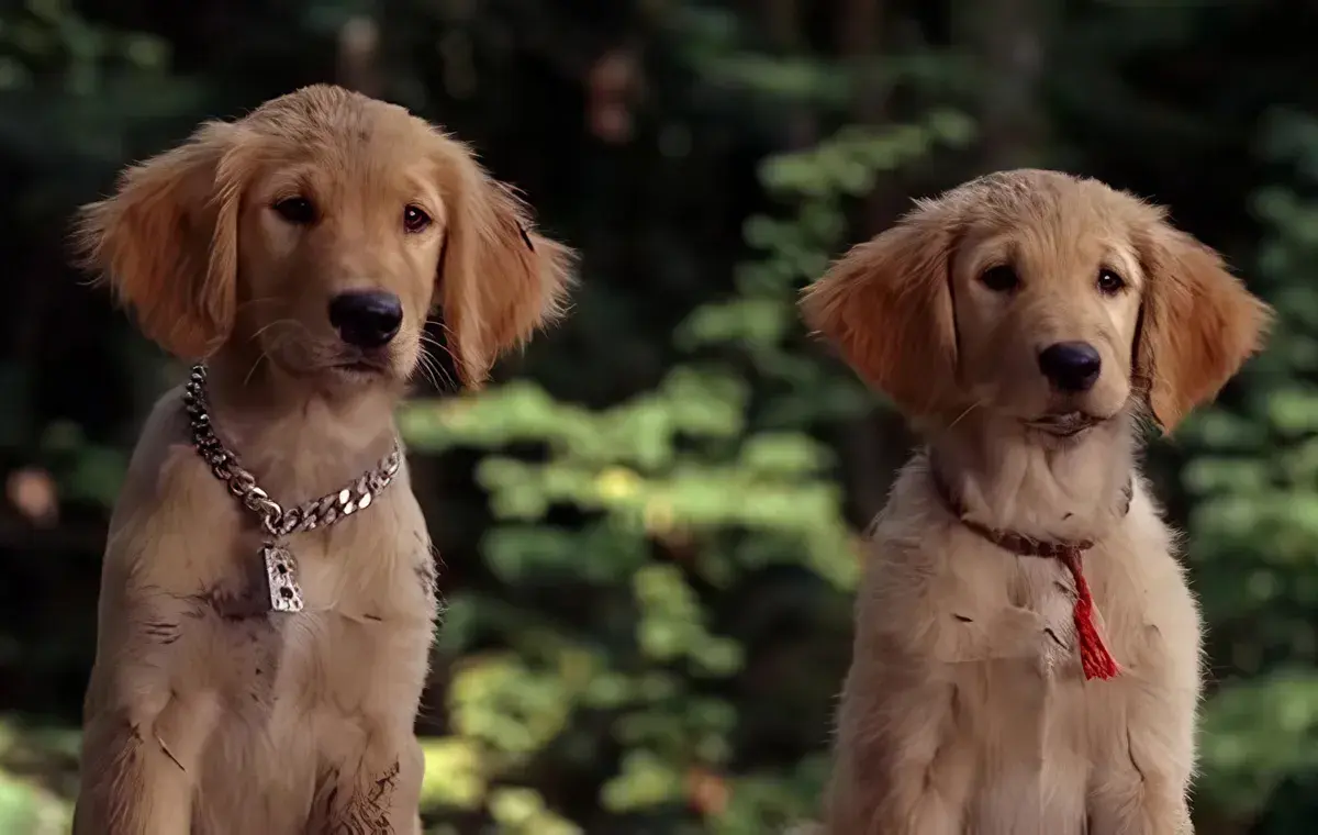 ایر بادیز (Air Buddies)
