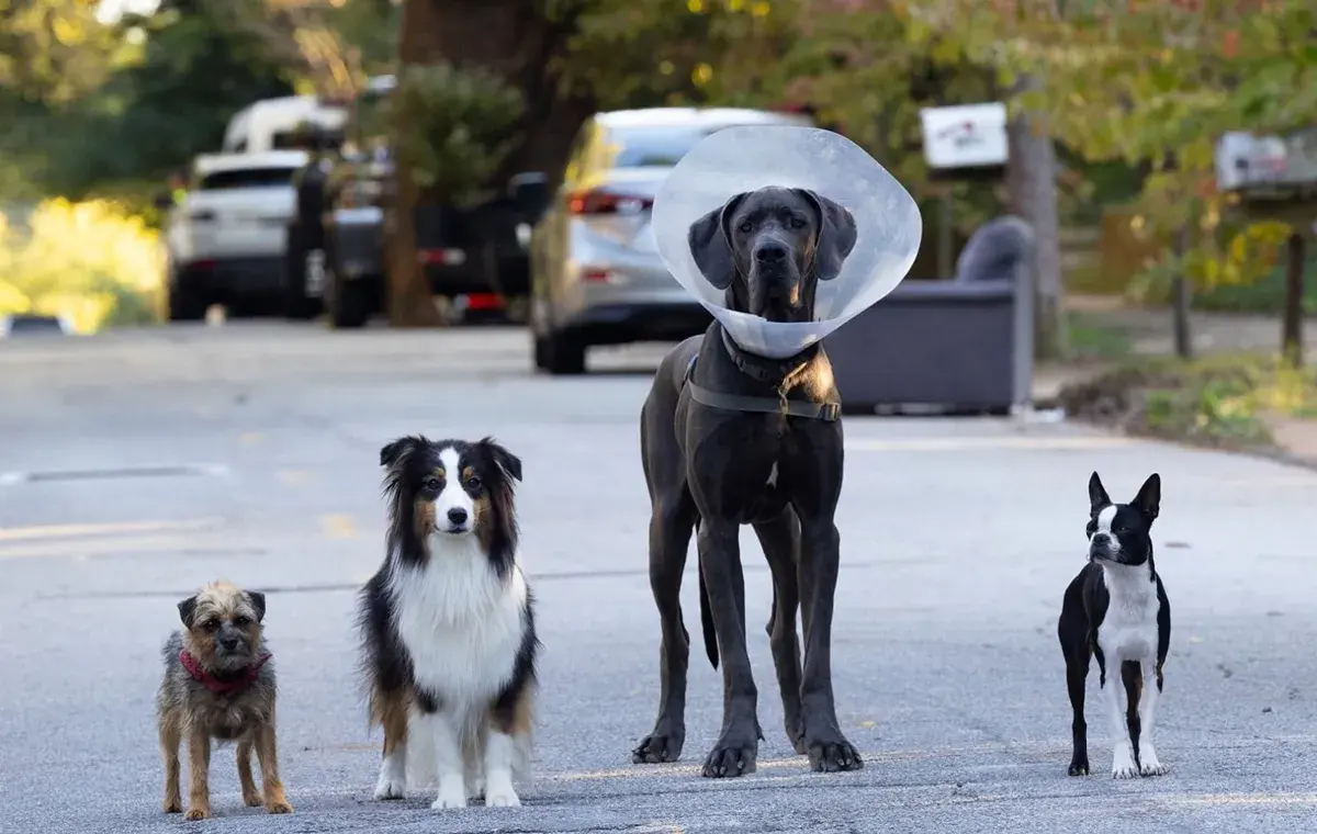 ولگردها (Strays)