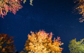آسمان شب پاییز در جنگل