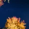 آسمان شب پاییز در جنگل
