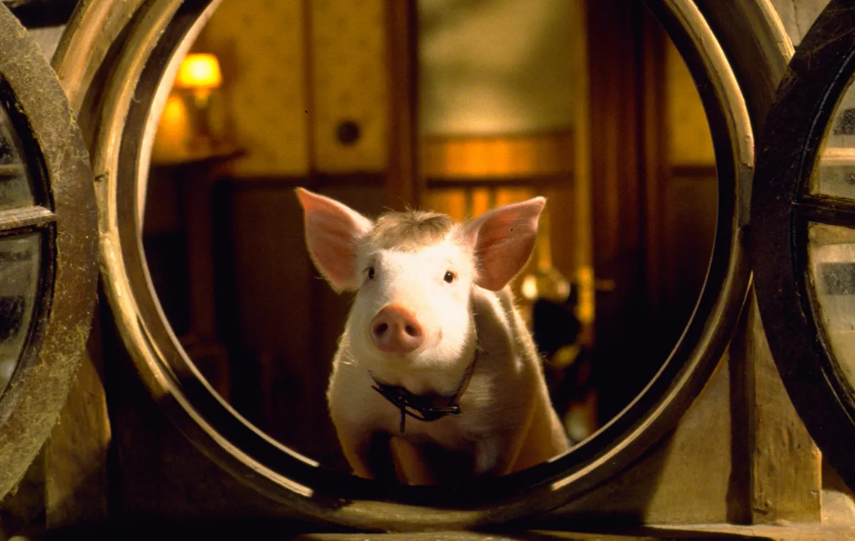 فیلم بیب: خوک در شهر (Babe: Pig in the City)