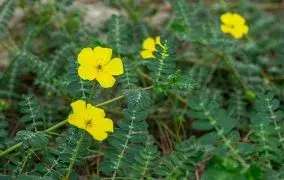 خواص خارخاسک برای زنان و روش صحیح مصرف آن